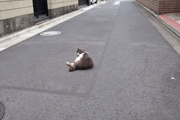 ちび　道路の真ん中