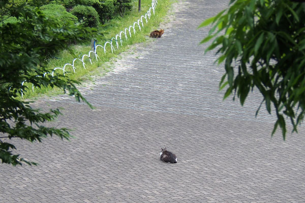 クロムいなくなってる