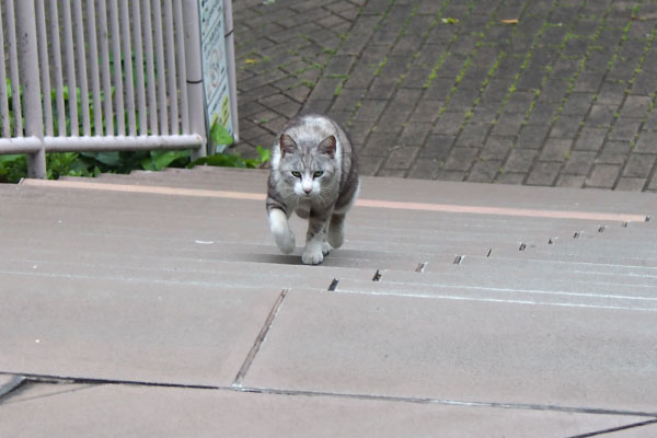 chrom runs up stairs