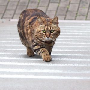 階段 クラタン3