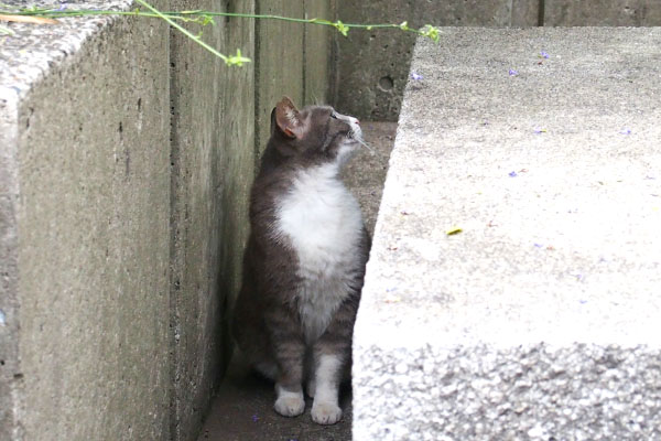 背後を気にする　レックス