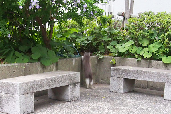 やっと気が付いたレックス