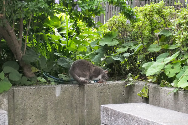 ゆっくりお食べ　レックス