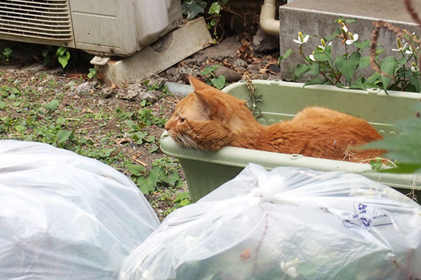 toto in the flower pot