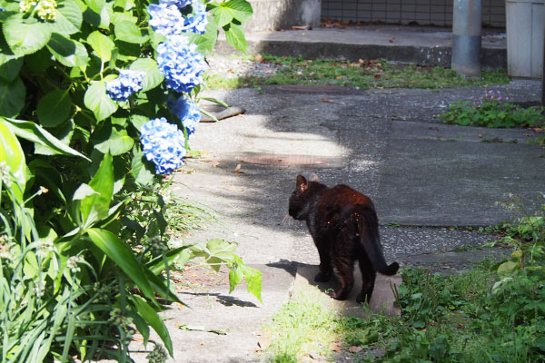 紫陽花とアカシの後ろ姿