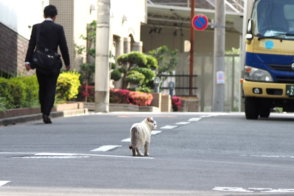 ジュリが交差点で考え中