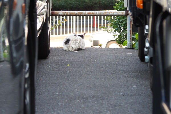 たそがれているテンの後ろ姿