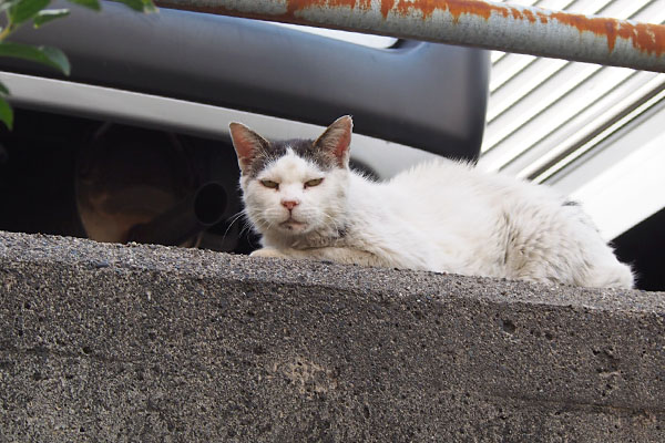 正面に回って　テンちゃん