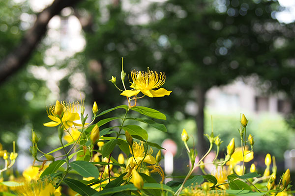 flower yellow tomoesou wide range