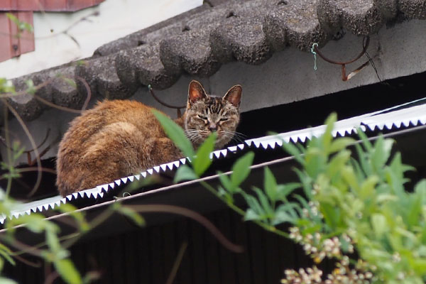 ルル　薄目開けてた