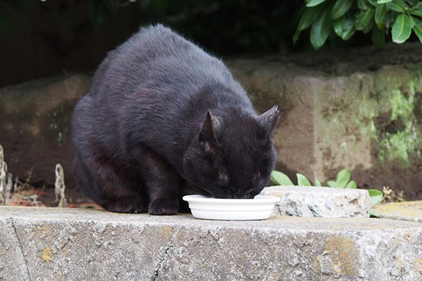 食べるココ　反対側から