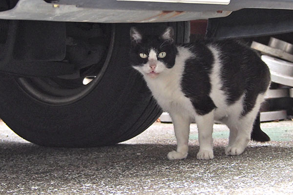 ニコル　車の下に