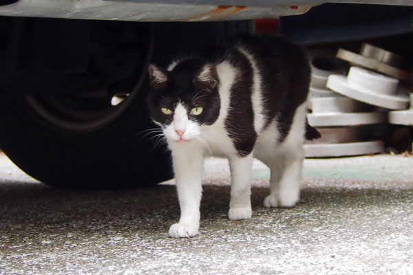 ニコル　行くにゃ