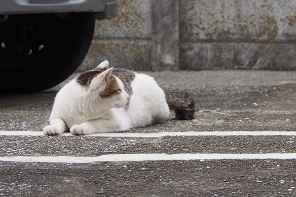 コチュ　薄キジちゃんを見る