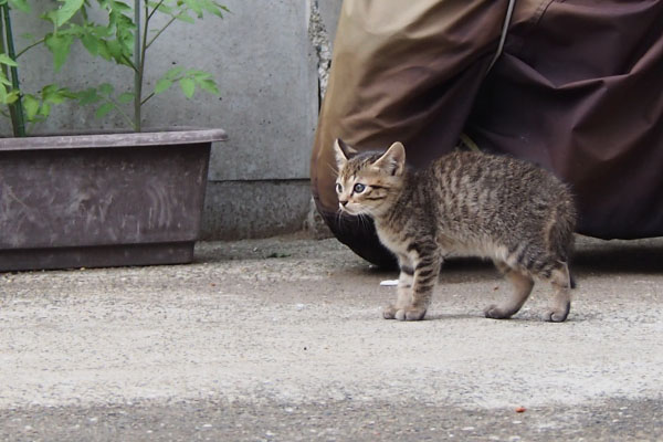 薄キジちゃん　コチュに気付く