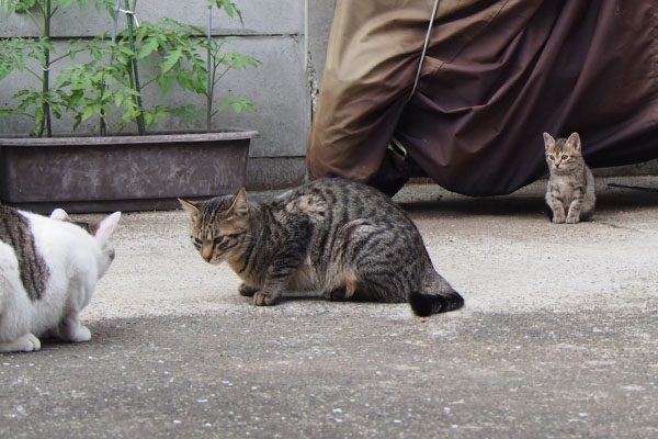 兄２と薄キジちゃん