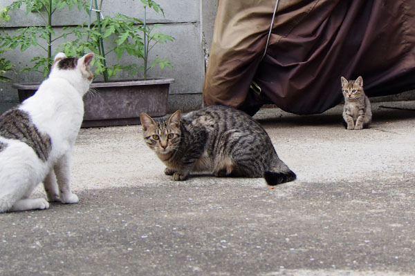 仔猫を気にするコチュ