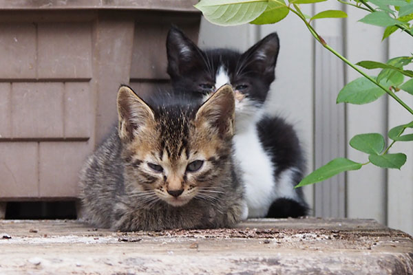 仔猫ズ　２匹　じっとして