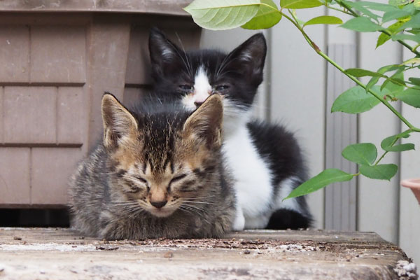 残りの仔猫ず　２匹