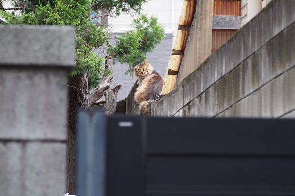 遠くにメレンゲ　グルーミング中