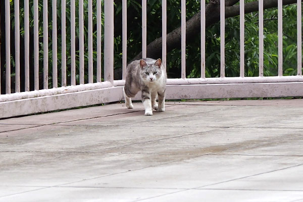 クロム　立ち上がって