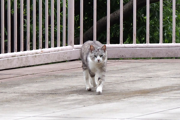 クロム　やって来る