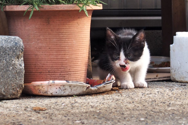 bicolor kitten and komachi