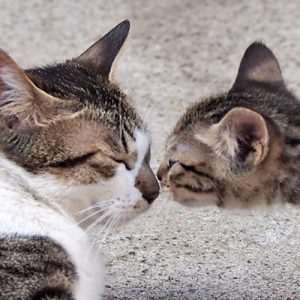 kitten kiss to mama