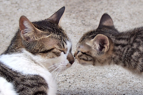 kitten kiss to mama