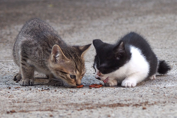 平和に食べる薄キジちゃんとミニこまち