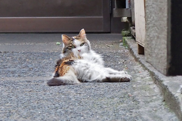 コハク　またおった夕涼み