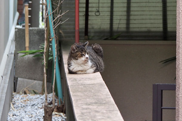 フラワー　知らんがな