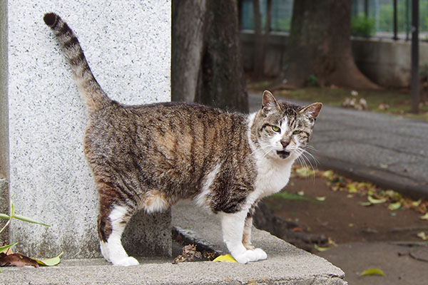 雫　上げしっぽとニャー