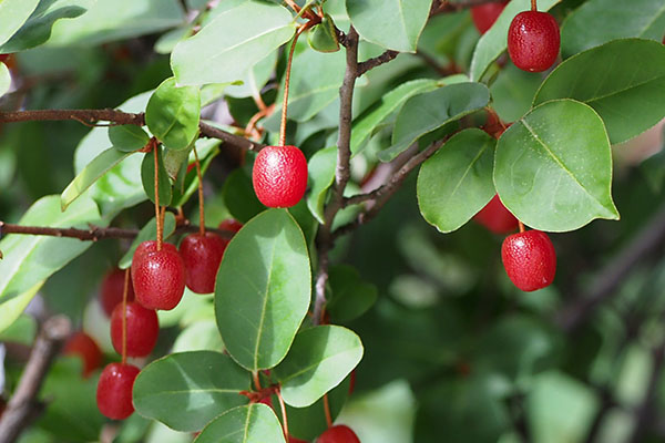 fruits red gumi