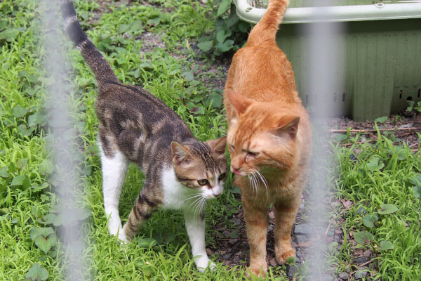 一緒に来る　トトとネオン