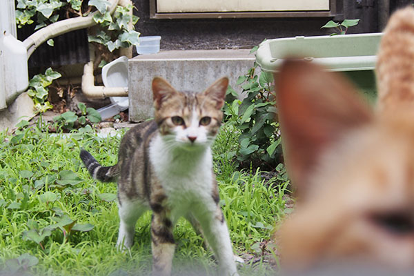 トト近すぎ　様子見のネオン