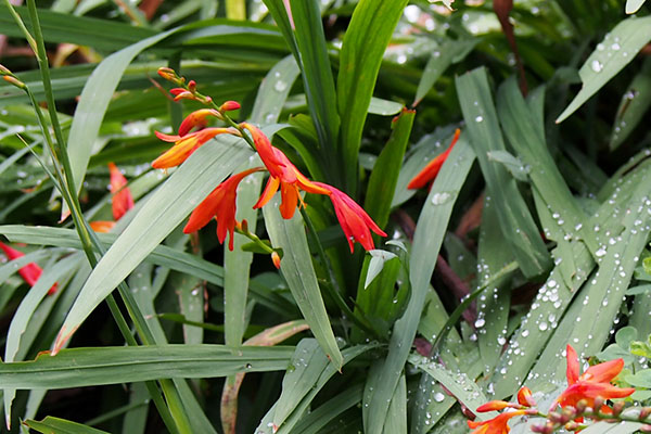flower and rain orange