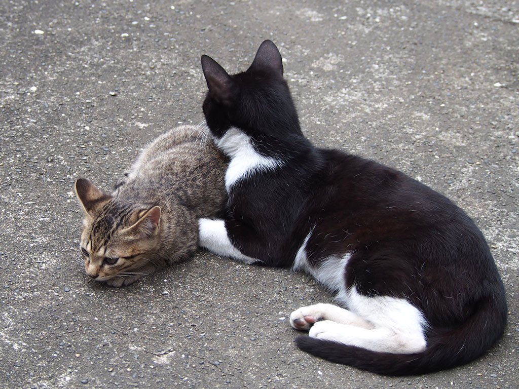 仔猫とこまち　前足封じ