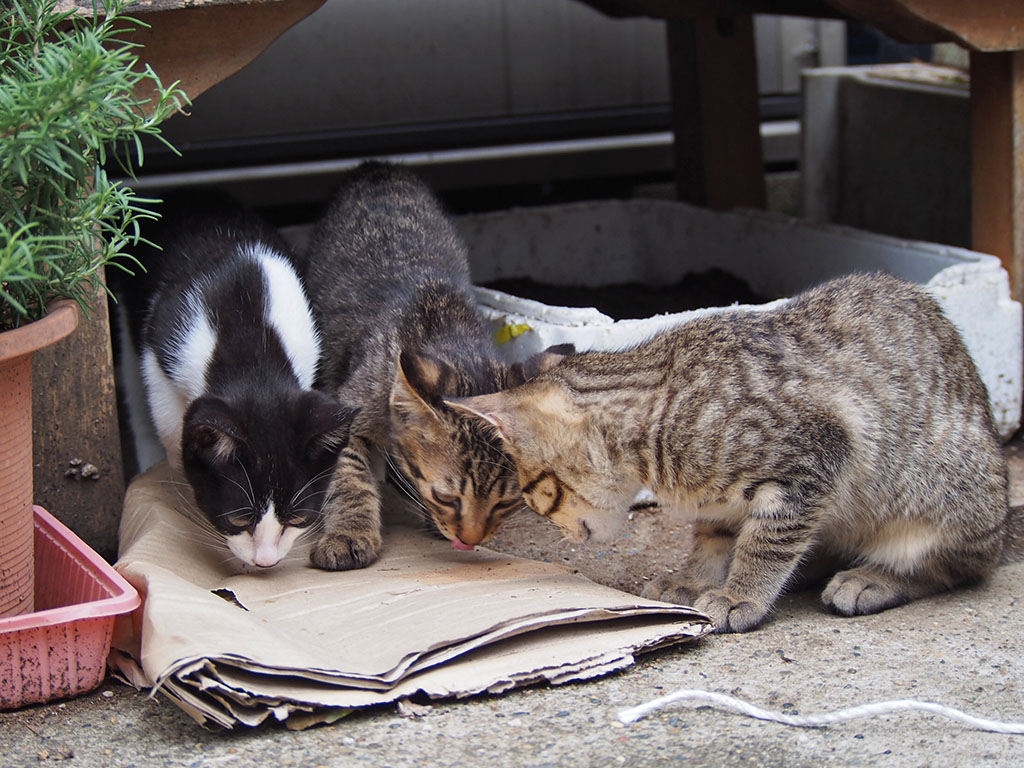 コーちゃんの子供３兄弟