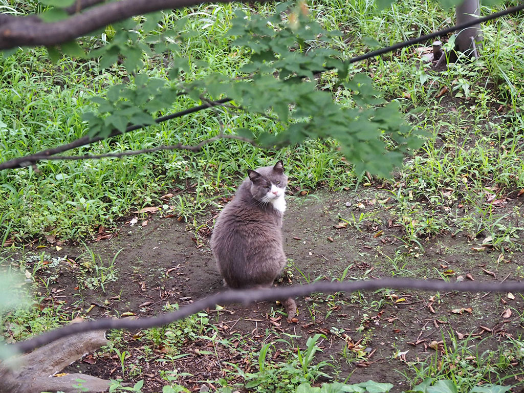 otto watching me