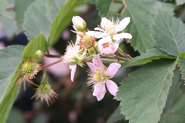 blackberry flower pink