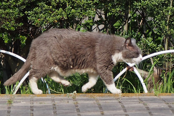 オット　歩く　真横から