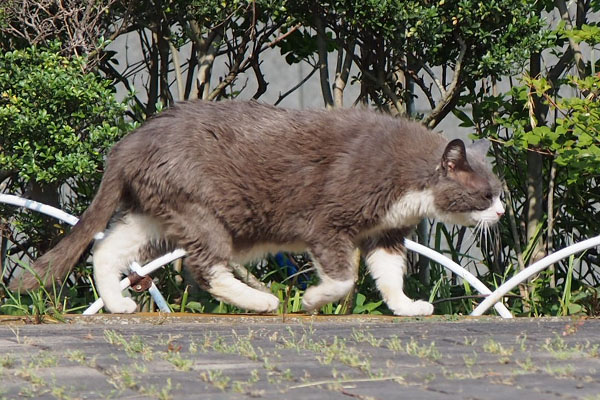 オット　歩く　真横から２