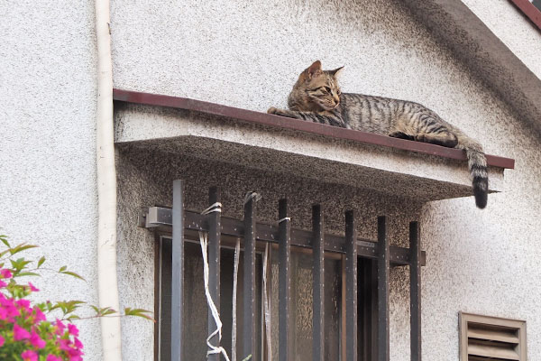 シマヲ　窓の上に横たわる