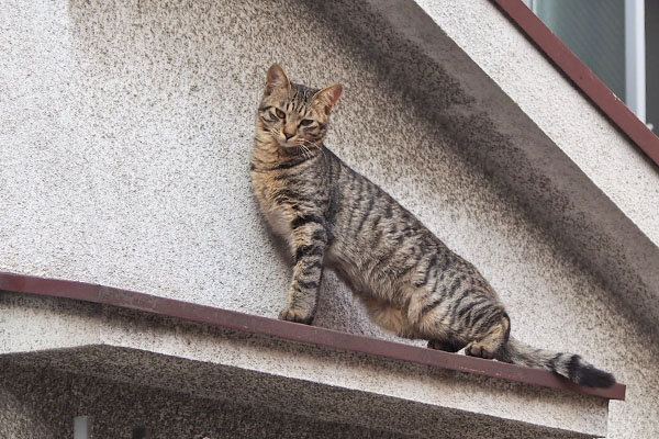 シマヲ　起きるらしい