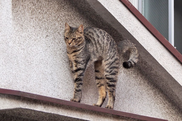 シマヲ　縦伸び　足長い