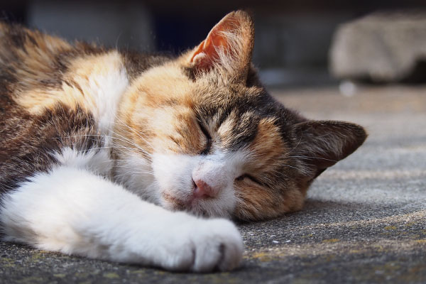 otowa sleeping on the ground