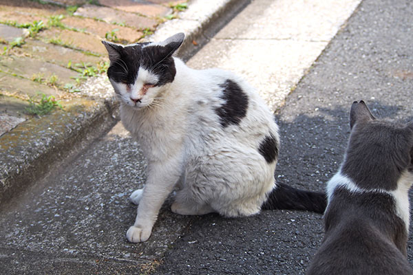 坊とちびにゃん　食べた後