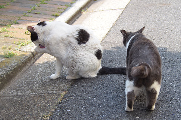 ちびにゃん　坊の近くへ