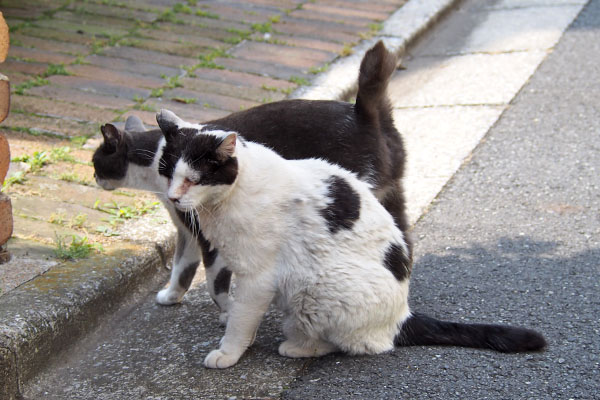 坊とちびにゃん　背を向けて